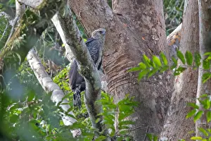 South America Bird Life Prints: Crested Eagle, Morphnus guianensis