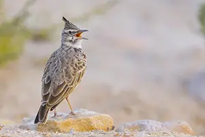Crested Lark Prints: Crested Lark