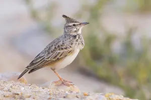 Crested Lark Prints: Crested Lark