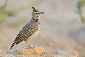 Passeriformes Bird Species Prints: Crested Lark