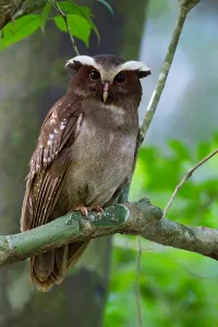 Framed Print : Crested Owl Print from Agami, Peru Framed Print : Crested Owl Print from Agami, Peru