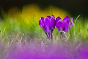 Purple Crocus Prints: Crocus