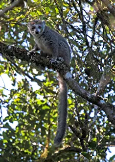Eulemur Coronatus Prints: Crowned lemur, Eulemur coronatus