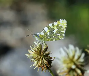 European Insect Photography Prints: Dappled White Euchloe crameri