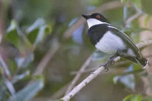 Dark Batis, Batis crypta