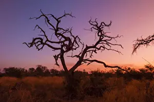 Botswana Landscape Photography Prints: A dead tree at sunset. Botswana
