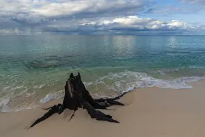 Seychelles Beach Scenery Prints: A decaying tree stump on a sandy beach under a dramatically cloudy sky
