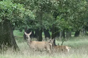 Agami Deer Print