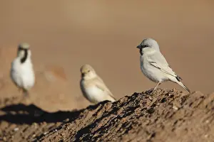Moroccan Nature Photography Prints: Desert Sparrow, Passer simplex