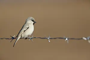 Moroccan Nature Photography Prints: Desert Sparrow, Passer simplex