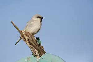 Sahara Desert Wildlife Prints: Desert Sparrow, Passer simplex