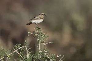 Mongolian Wildlife Photography Prints: Desert Wheatear