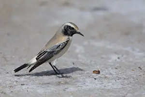 Desert Wheatear