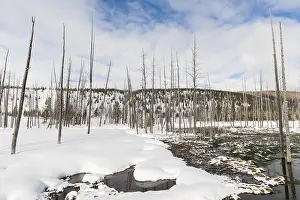 National Park USA Prints: Dode bomen, Dead trees