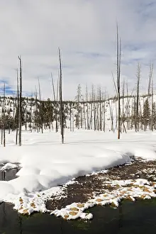 Snow Covered Conifers Prints: Dode bomen, Dead trees