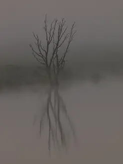 Dode Boom; Dead Tree