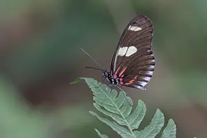 South American Butterflies Prints: Doris Longwing (Heliconius doris)