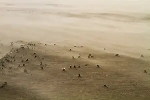 Stormy Beach Scene Prints: Drifting sand