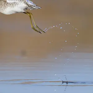 Charadriiformes Shorebirds Prints: Droplets