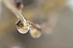 Druppels Print: Water Drops at a Twig