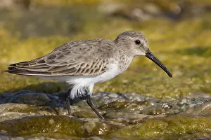 Calidris Alpina Species Prints: Dunlin
