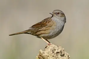 Dunnock Bird Prints: Dunnock