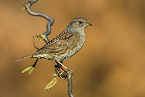 Prunella Modularis Species Prints: Dunnock, Prunella modularis