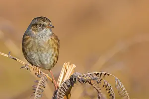 Passerine Bird Photography Tips Prints: Dunnock, Prunella modularis