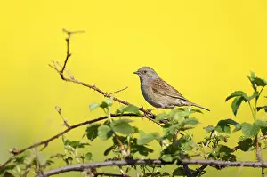 Garden Bird Photography Prints: Dunnock;Prunella modularis