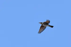 Dusky Thrush, Turdus eunomus