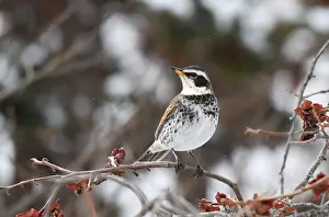 Japanese Nature Photography Prints: Dusky Thrush, Turdus eunomus