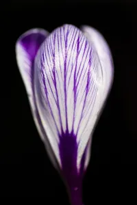 Crocus Vernus Prints: Dutch Crocus, Spring Crocus, Crocus vernus