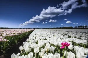 Dutch Tulip Fields Prints: Dutch tulip fields