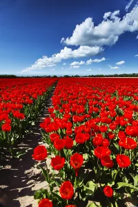 Dutch Tulip Fields Prints: Dutch tulip fields
