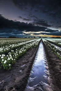 Dutch Flower Fields Prints: Dutch tulip fields