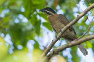 Island Nature Photography Prints: Dwarf Koel, Microdynamis parva