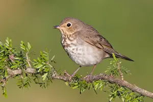 Agami Print of Adult Swainson's Thrush, Catharus ustulatus