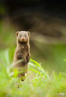 Print of a Common Dwarf Mongoose, Helogale parvula