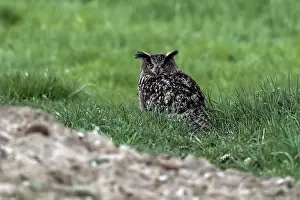 Bubo Bubo Species Prints: Eagle Owl, Bubo bubo