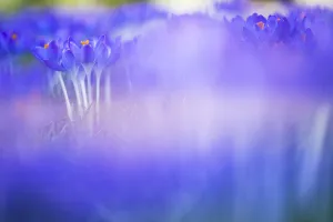 European Garden Flowers Prints: Early Crocus, Crocus tomassinianus