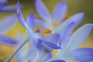 Springtime Garden Flowers Prints: Early Crocus, Crocus tomassinianus