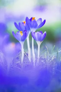 Early Crocus Print, a watercolor depiction of Crocus tomassinianus flowers