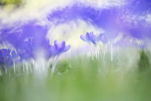 Colourful Springtime Blooms Prints: Early Crocus, Crocus tomassinianus