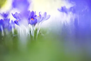 Early Crocus Prints: Early Crocus, Crocus tomassinianus