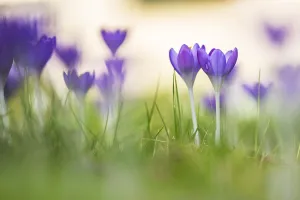 Colourful Springtime Blooms Prints: Early Crocus, Crocus tomassinianus