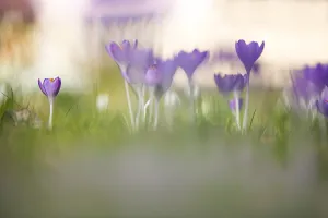 Colourful Springtime Blooms Prints: Early Crocus, Crocus tomassinianus