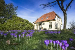 Spring Garden Flowers Prints: Early Crocus, Crocus tomassinianus