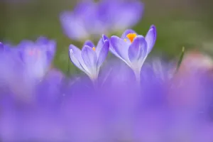 Europe Flowers Prints: Early Crocus, Crocus tomassinianus