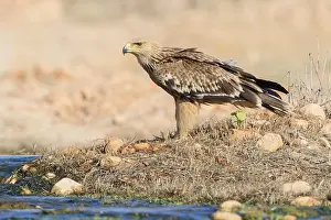 Eastern Imperial Eagle Prints: Eastern Imperial Eagle