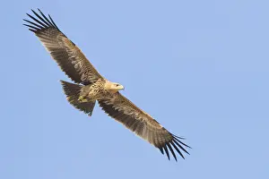 Birds In Flight Photography Prints: Eastern Imperial Eagle